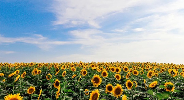 FUN暑假啦！一起“趣”白馬湖露營吧 | 淮安文旅集團